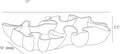 ARTERIORS FRONTERA CENTERPIECE - Decorative Accents