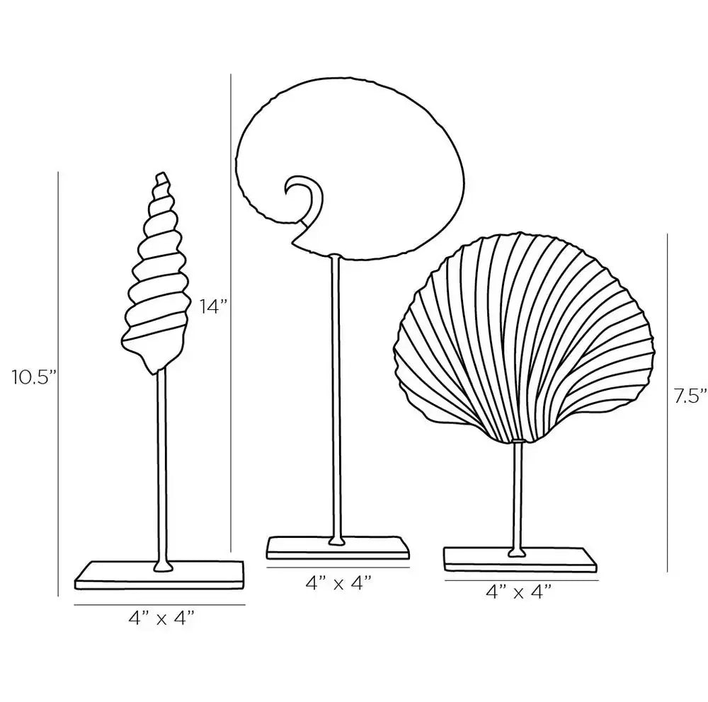 ARTERIORS SHELL SCULPTURES - Decorative Accents