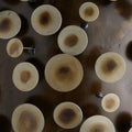 ARTERIORS, RIZZO PENDANT, PENDANT LIGHT