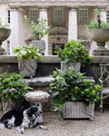 CURREY & COMPANY OYSTER SHELL BIRD BATH - Decorative Accents