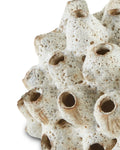 CURREY & COMPANY SULAWASI SHELLS - Decorative Accents
