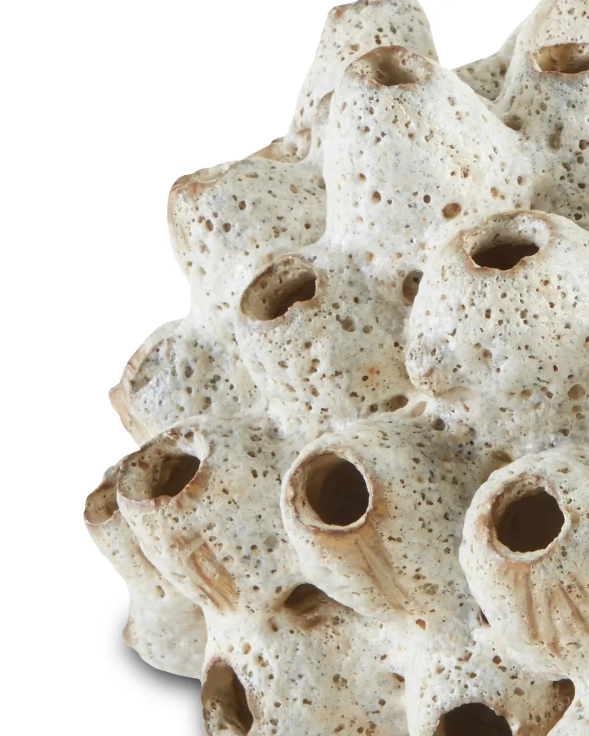 CURREY & COMPANY SULAWASI SHELLS - Decorative Accents