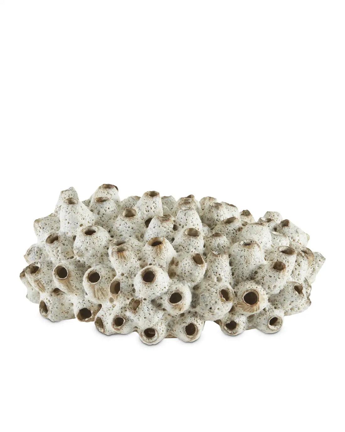 CURREY & COMPANY SULAWASI SHELLS - Decorative Accents