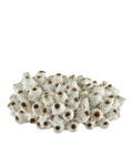 CURREY & COMPANY SULAWASI SHELLS - Decorative Accents