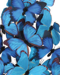 CURREY & COMPANY RUE DE BAC BLUE BUTTERFLIES - Decorative Accents