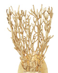 CURREY & COMPANY, SEA FAN WALL SCONCE, WALL SCONCES