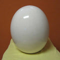 GLOBAL VIEWS IVORY CRACKLE EGG - Decorative Accents