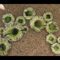 GLOBAL VIEWS FREE FORMED LILY PLATE - Decorative Accents