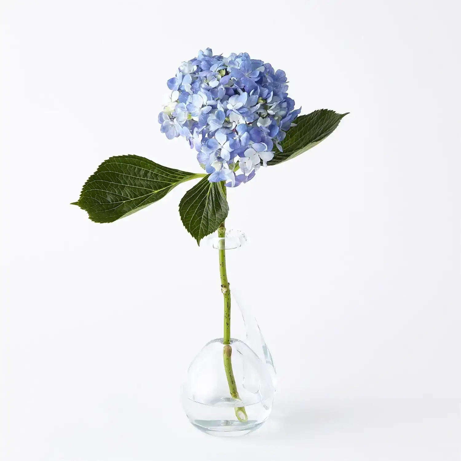 GLOBAL VIEWS CLEAR RING FLOWER VASE - DO NOT SHOW ON WEBSITE