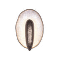 KALCO, SPAT LED WALL SCONCE, WALL SCONCES