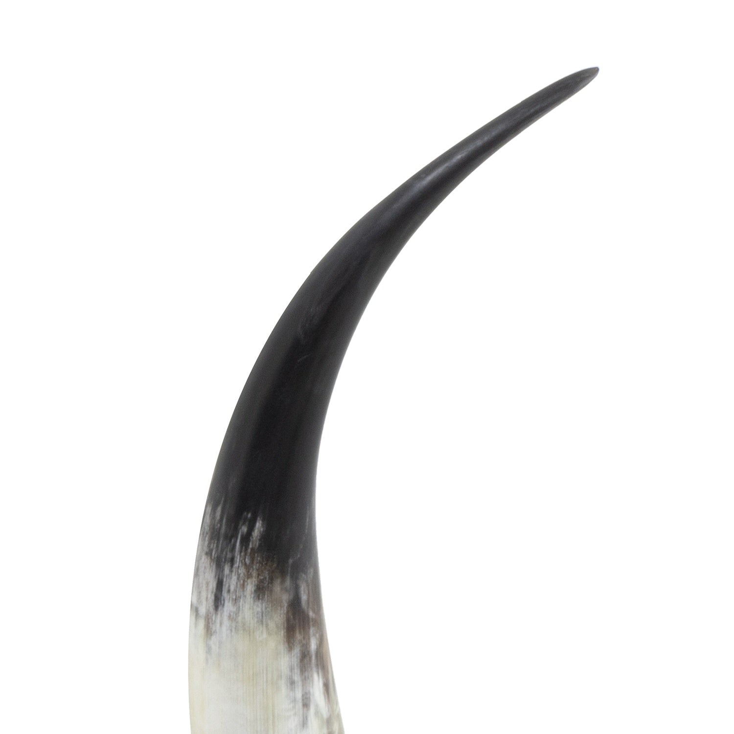 Regina Andrew DAYLON HORN - Decorative Accents