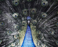 SUNPAN BRILLIANT PLUMAGE - Art
