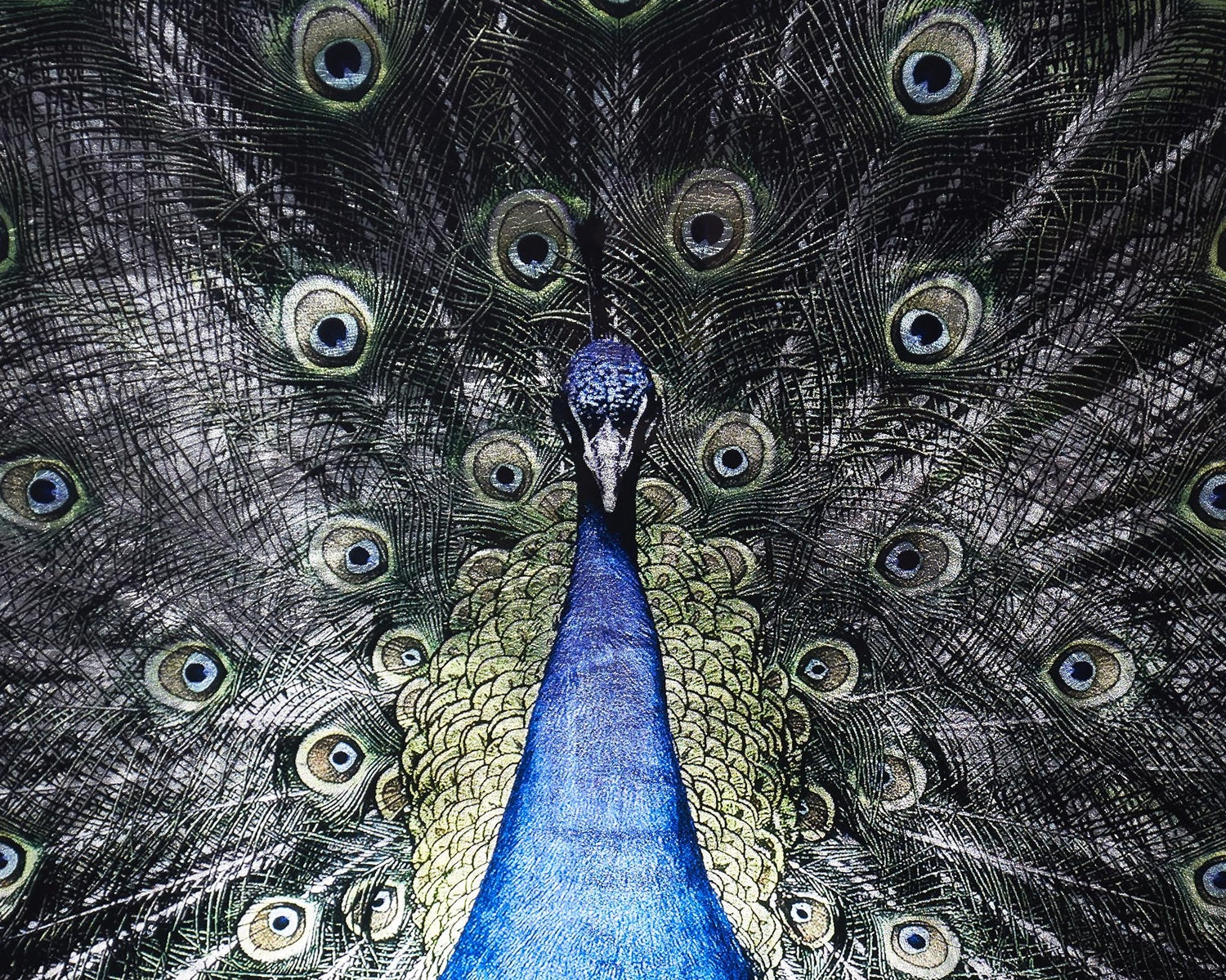 SUNPAN BRILLIANT PLUMAGE - Art