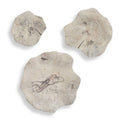 UTTERMOST TEO WALL DECOR - Art