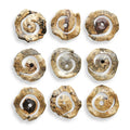 UTTERMOST Corkscrew Wall Decor Set Of 9 - Art