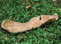 UTTERMOST LEAF BOWL - Decorative Accents