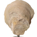 UTTERMOST Oyster Sculptures Set Of 2 - Decorative Accents