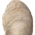 UTTERMOST OYSTER SCULPTURES - Decorative Accents