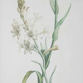 UTTERMOST HEIRLOOM BLOOMS STUDY FRAMED PRINTS - Art