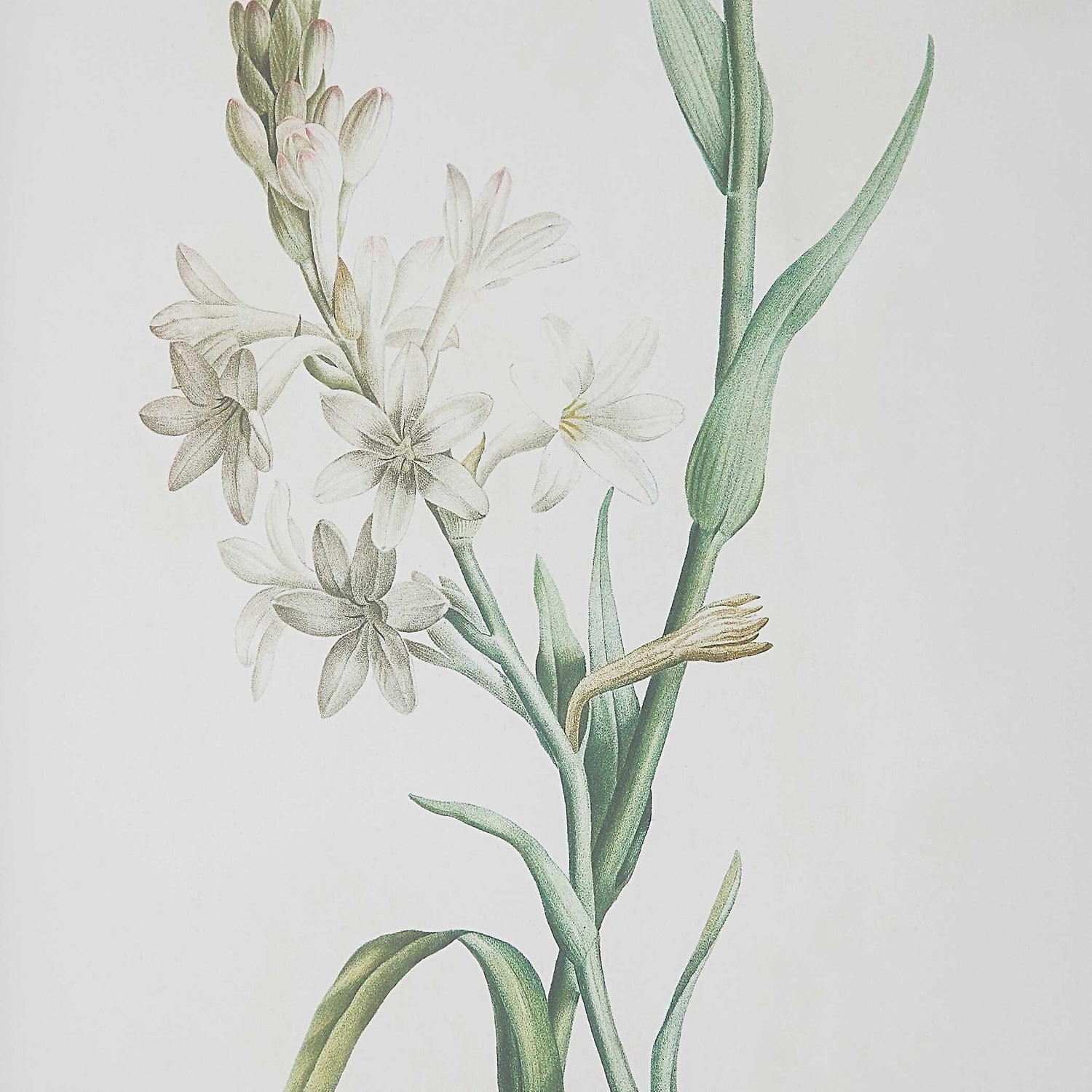 UTTERMOST HEIRLOOM BLOOMS STUDY FRAMED PRINTS - Art