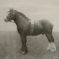 UTTERMOST EQUINE DYNASTY FRAMED PRINTS - Art