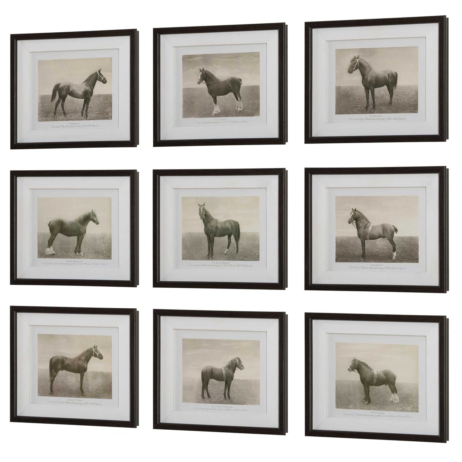UTTERMOST EQUINE DYNASTY FRAMED PRINTS - Art