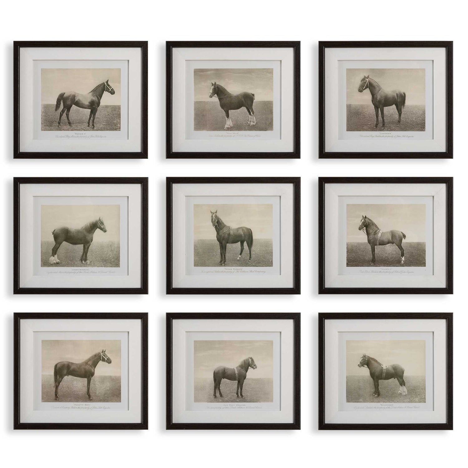 UTTERMOST Equine Dynasty Framed Prints Set Of 9 - Art