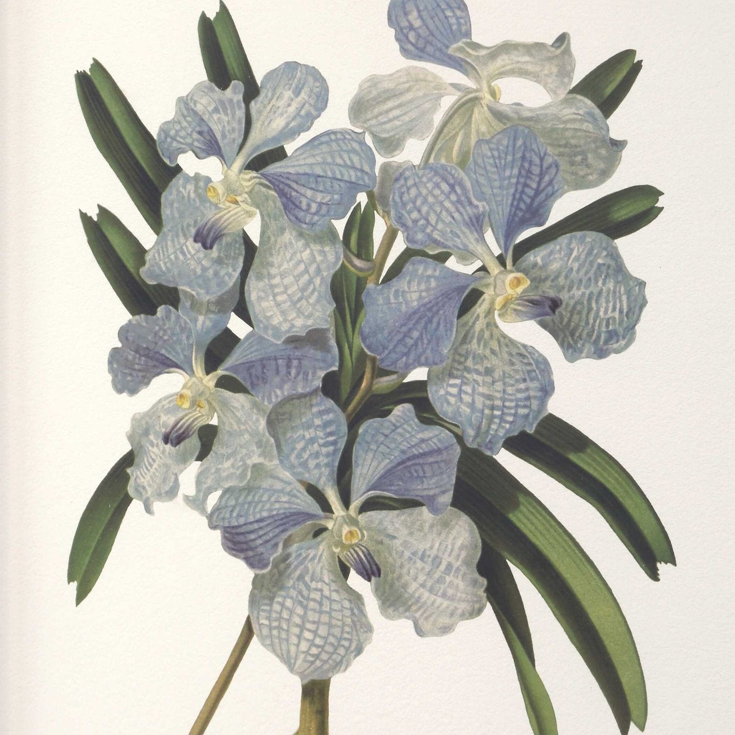 UTTERMOST Orchid Framed Prints Set Of 6 - Art