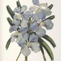 UTTERMOST ORCHID FRAMED PRINTS - Art