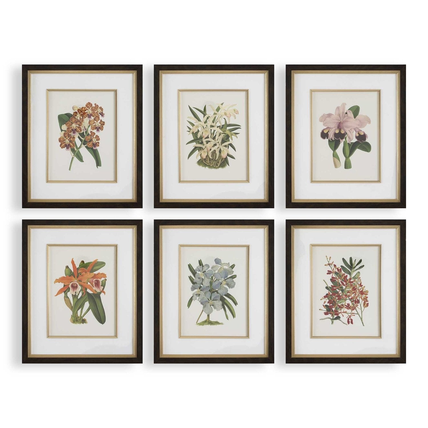 UTTERMOST Orchid Framed Prints Set Of 6 - Art