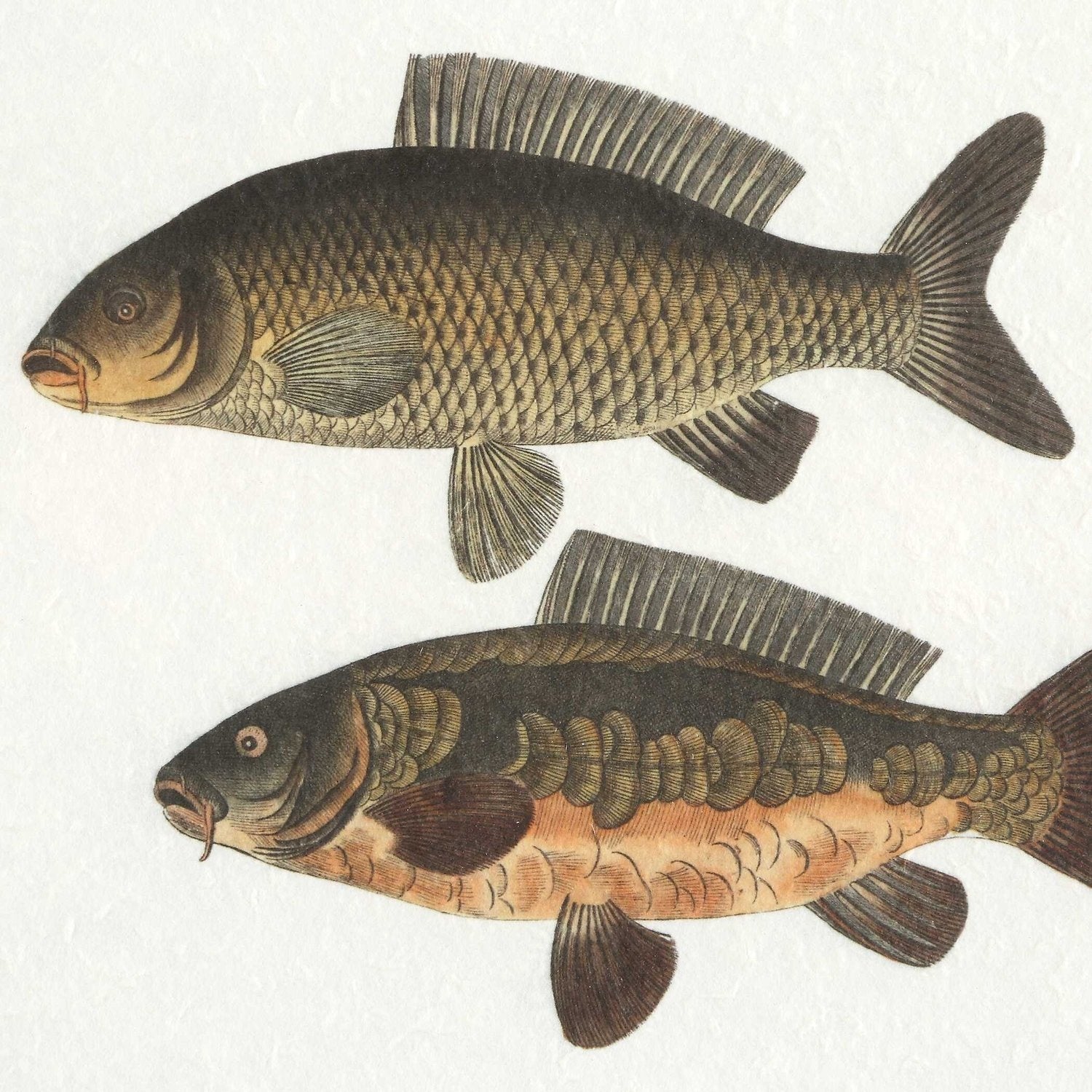 UTTERMOST THE CATCH FRAMED FISH PRINTS - Art