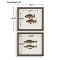 UTTERMOST The Catch Framed Fish Prints Set Of 2 - Art