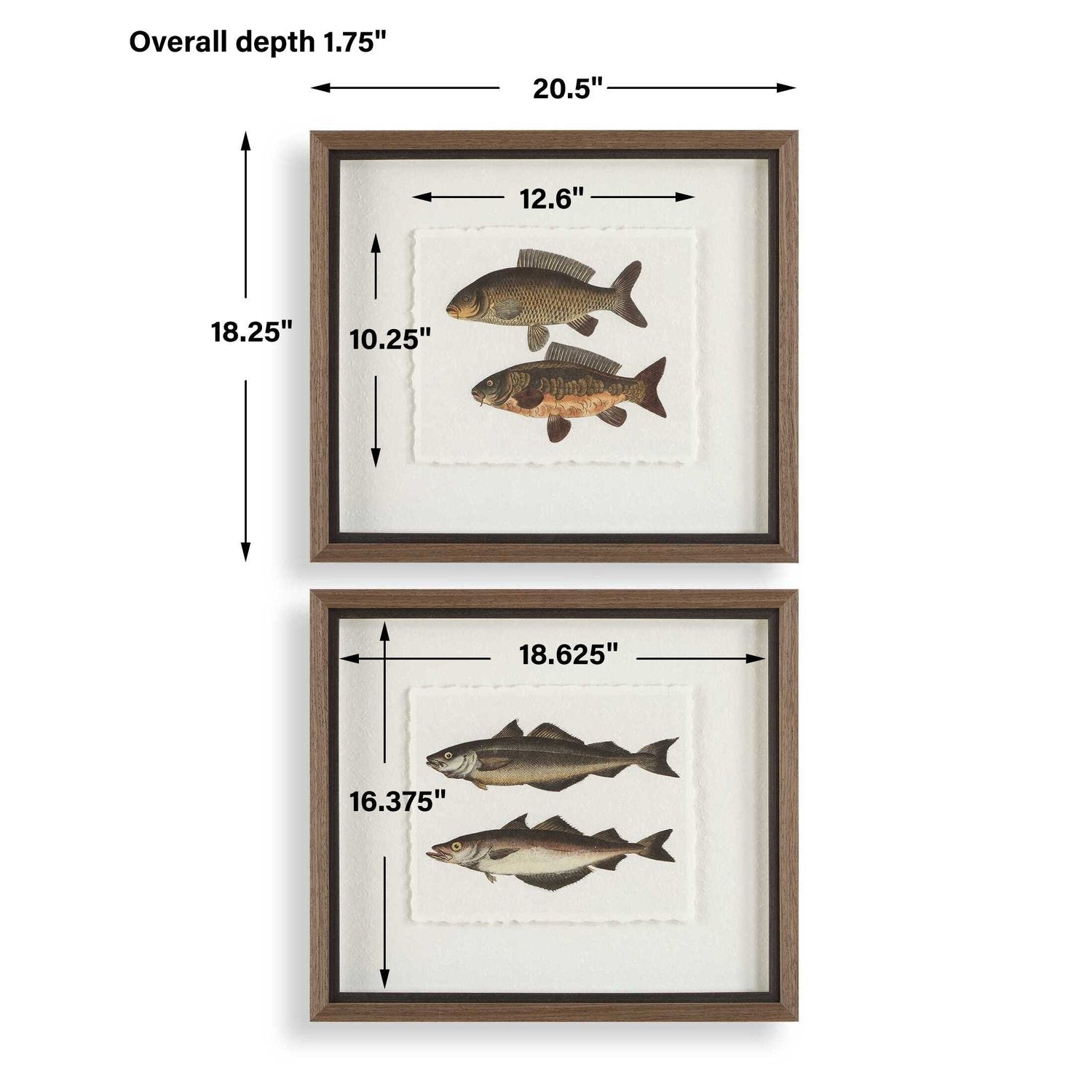 UTTERMOST The Catch Framed Fish Prints Set Of 2 - Art