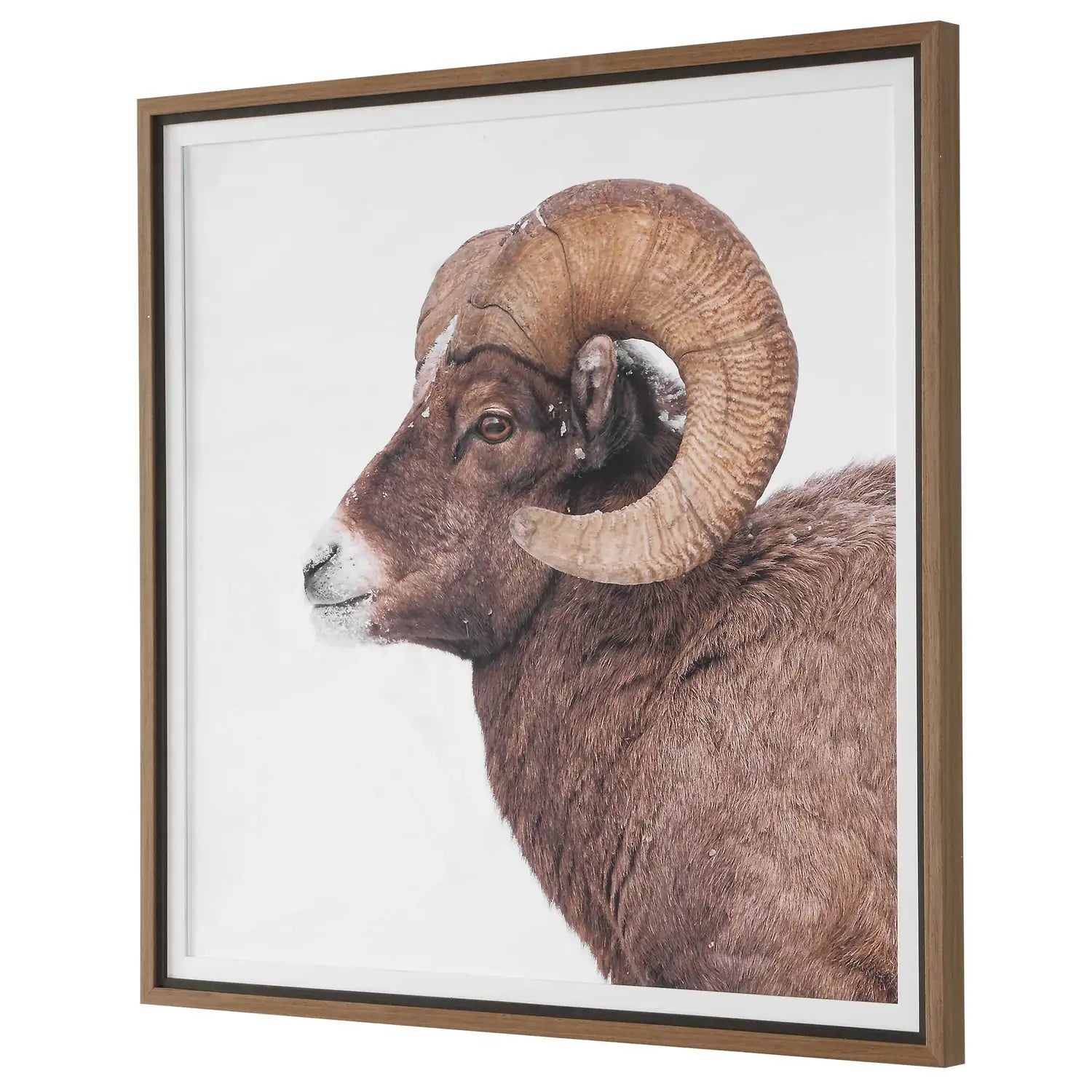 UTTERMOST Big Horn Sheep Framed Print - Art