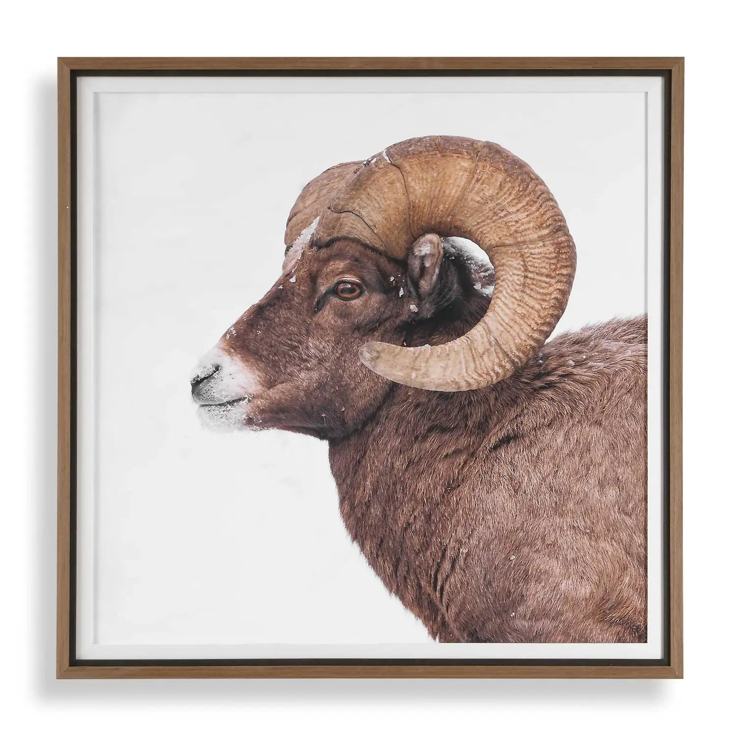 UTTERMOST Big Horn Sheep Framed Print - Art