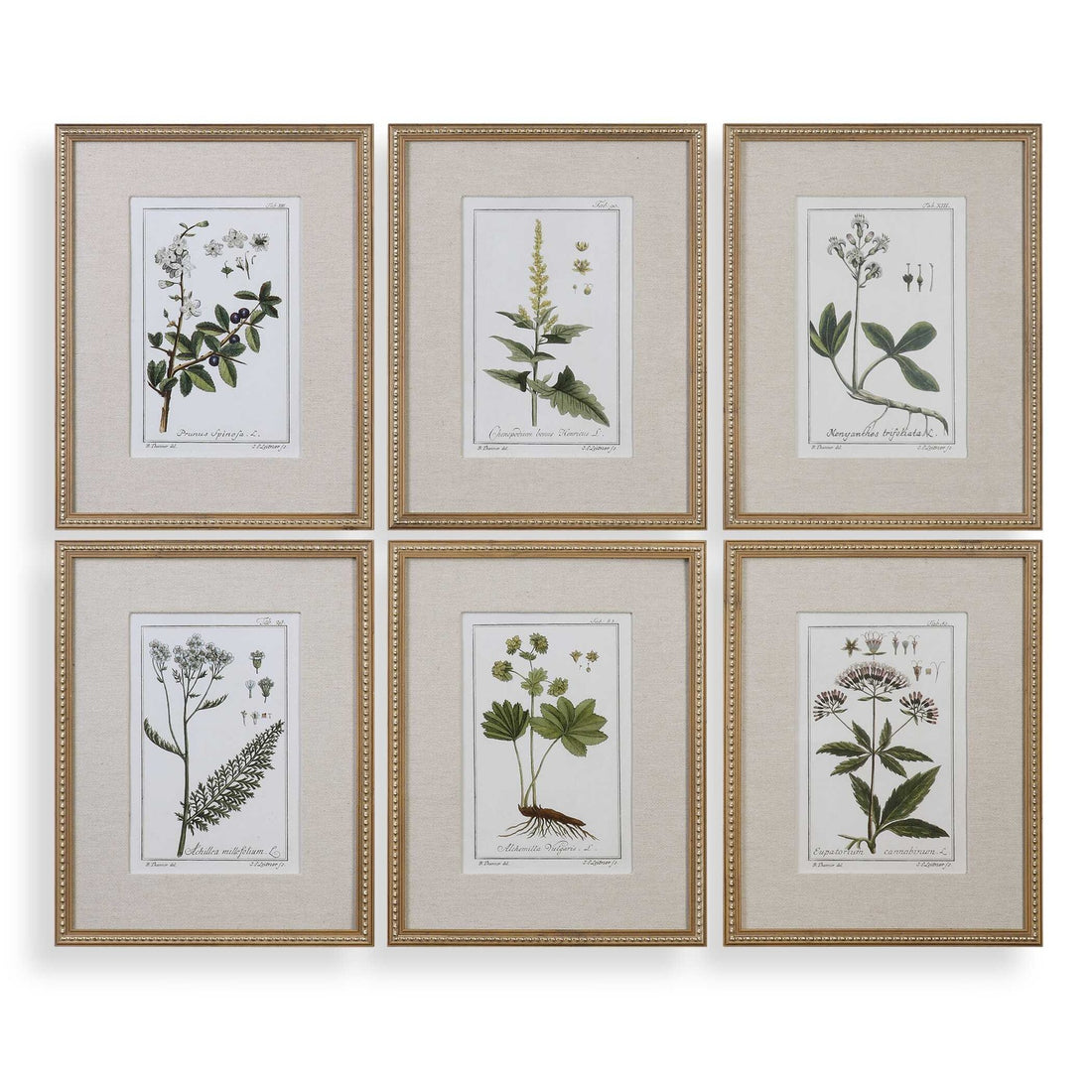 UTTERMOST Floral Study Prints Set Of 6 - Art
