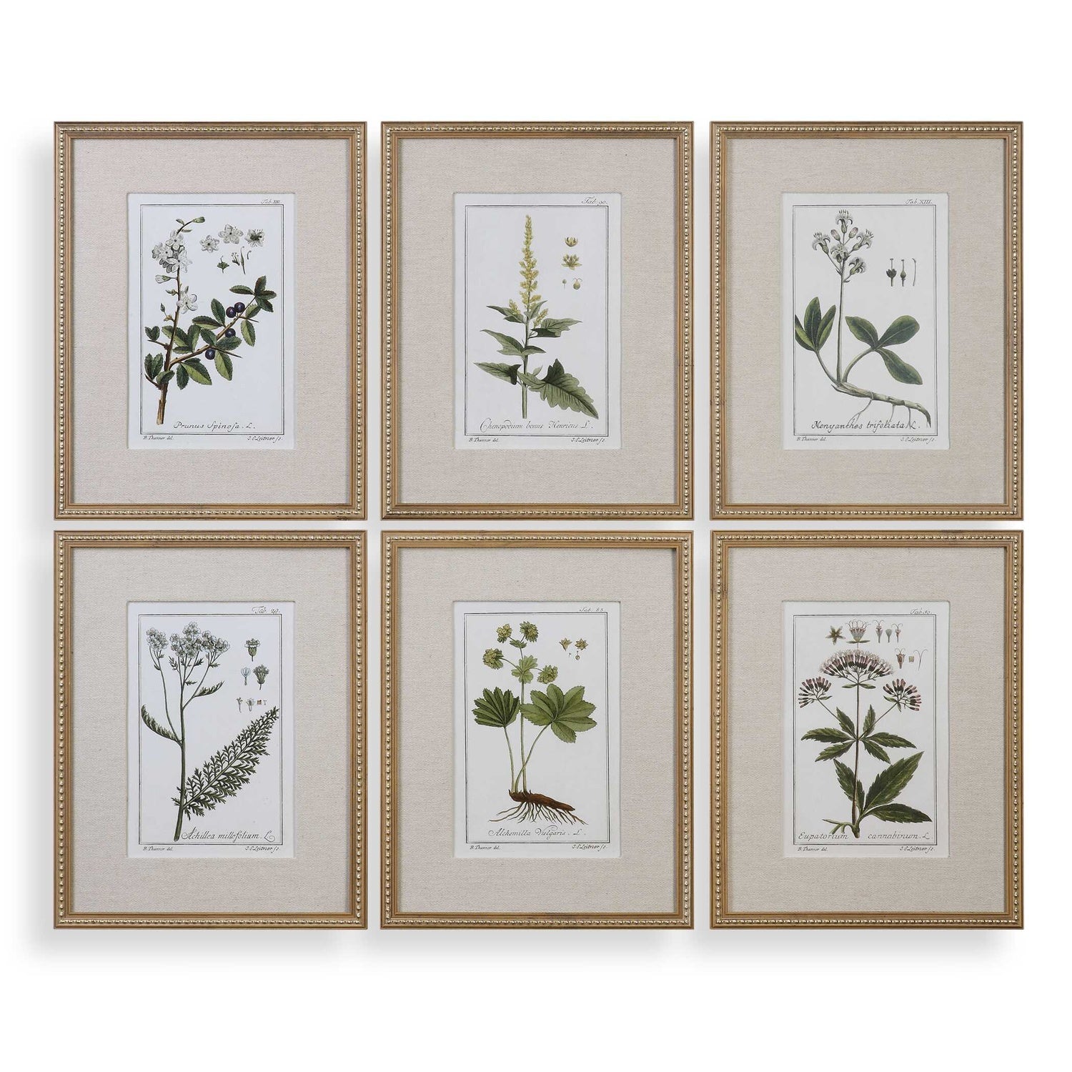 UTTERMOST Floral Study Prints Set Of 6 - Art