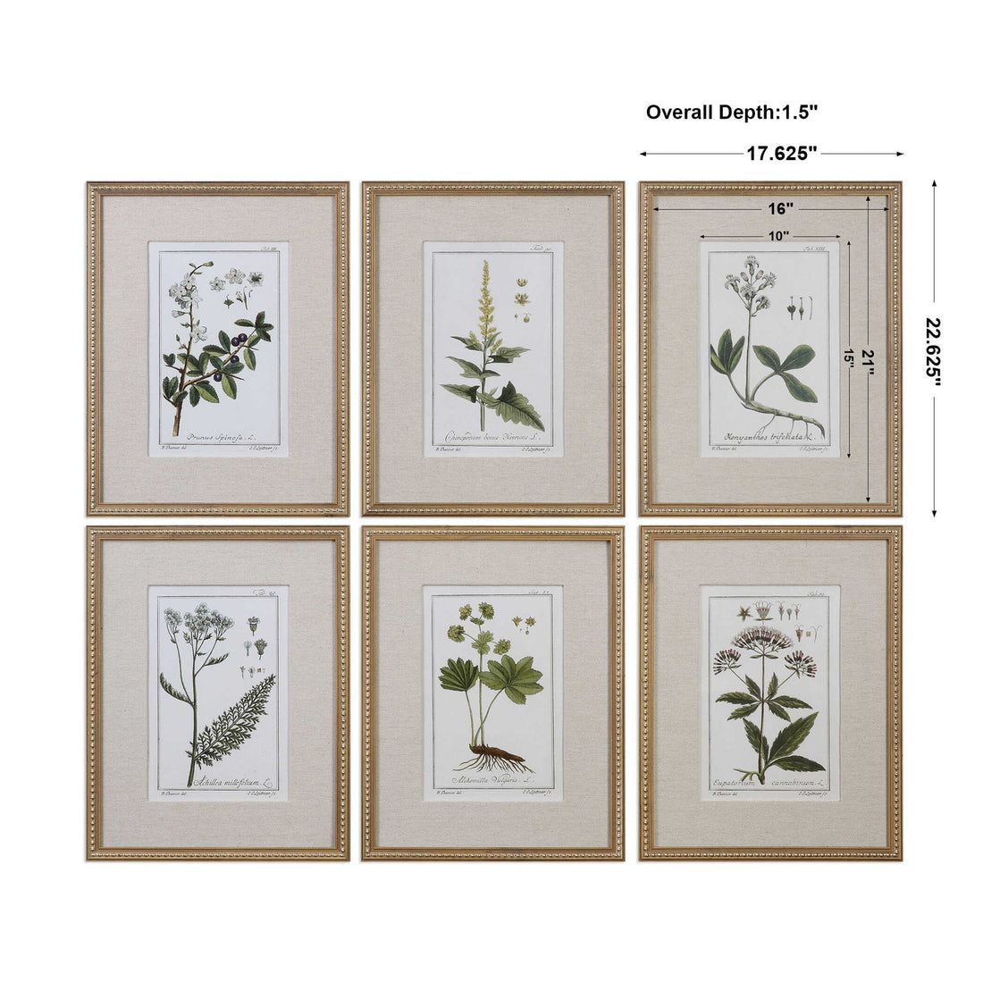 UTTERMOST Floral Study Prints Set Of 6 - Art