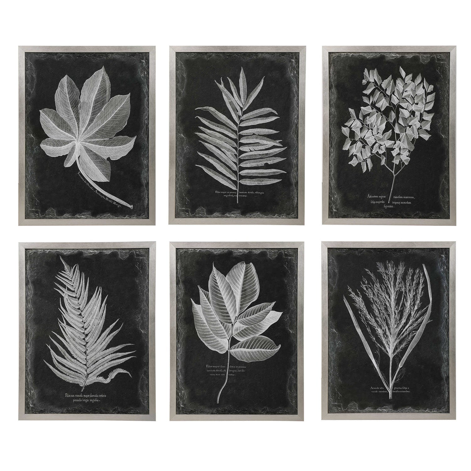 UTTERMOST Foliage Framed Prints Set Of 6 - Art