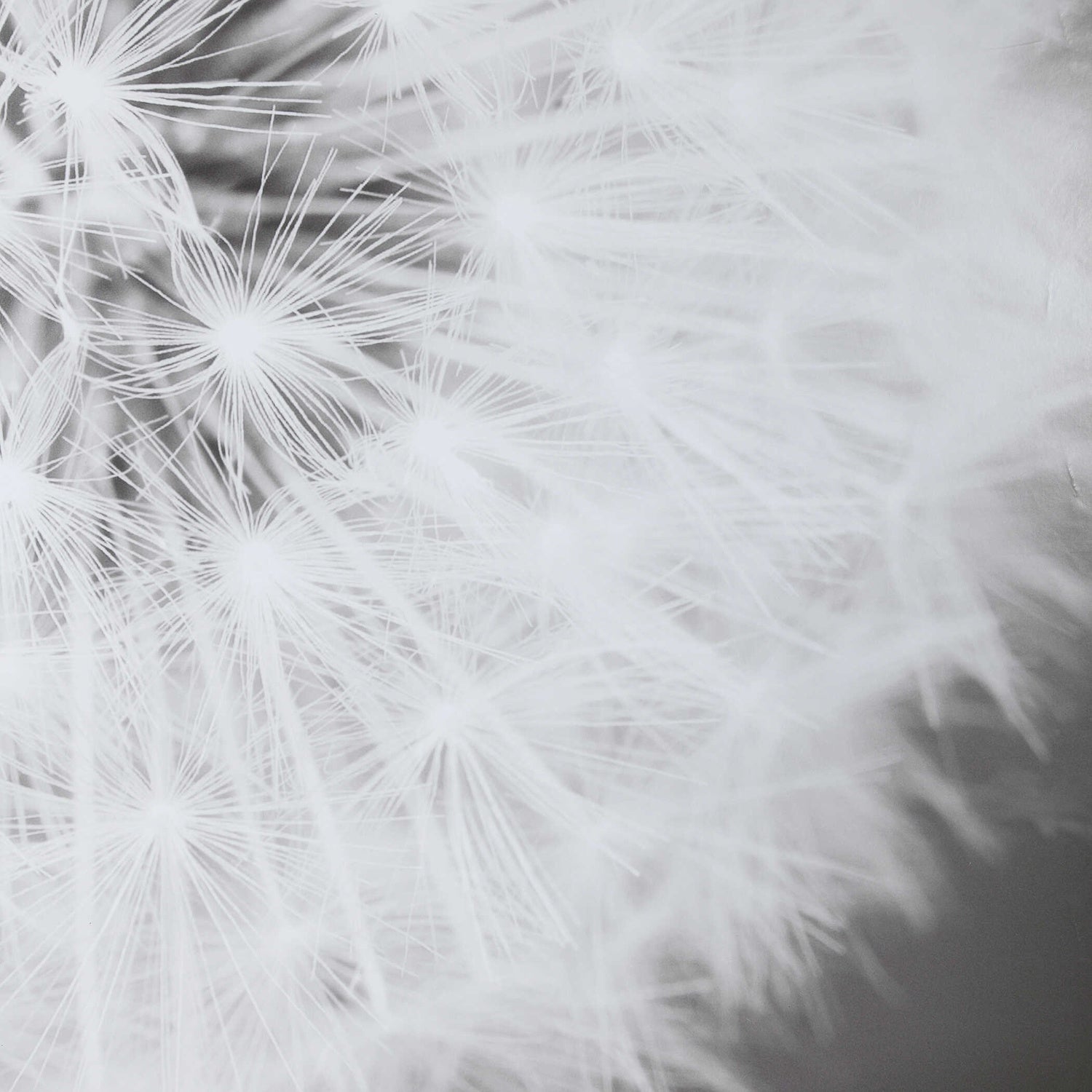 UTTERMOST Dandelion Seedhead Framed Print - Art