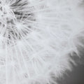 UTTERMOST DANDELION SEEDHEAD FRAMED PRINT - Art
