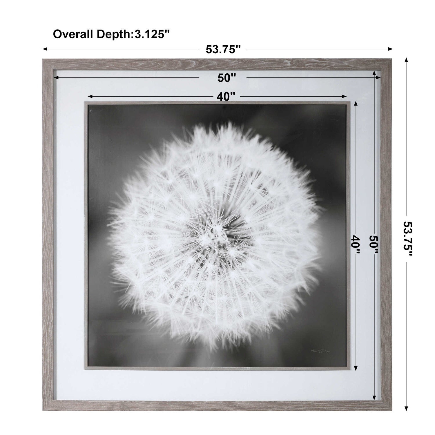 UTTERMOST Dandelion Seedhead Framed Print - Art