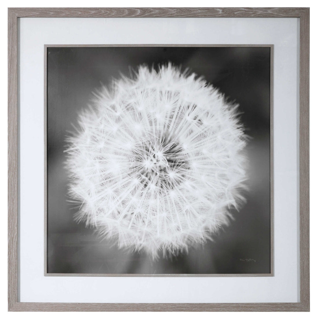 UTTERMOST Dandelion Seedhead Framed Print - Art