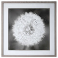 UTTERMOST Dandelion Seedhead Framed Print - Art
