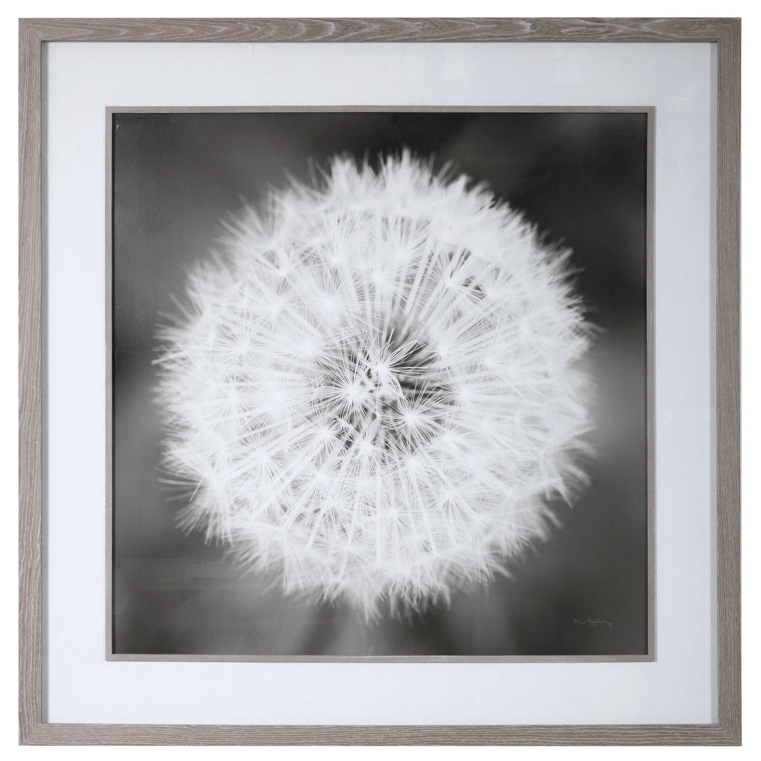 UTTERMOST Dandelion Seedhead Framed Print - Art