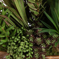 UTTERMOST SALAR SUCCULENTS - Decorative Accents