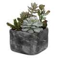 UTTERMOST Alverio Desert Garden Succulents - Decorative Accents
