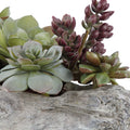 UTTERMOST CHARITA LUSH SUCCULENTS - Decorative Accents