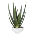 UTTERMOST EVARADO ALOE PLANTER - Decorative Accents