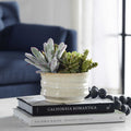 UTTERMOST MESA SUCCULENT ACCENT - Decorative Accents